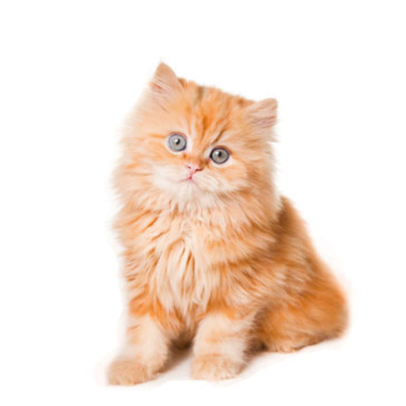 Extreme Punch Kitten