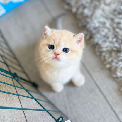 Import British Shorthair Kitten
