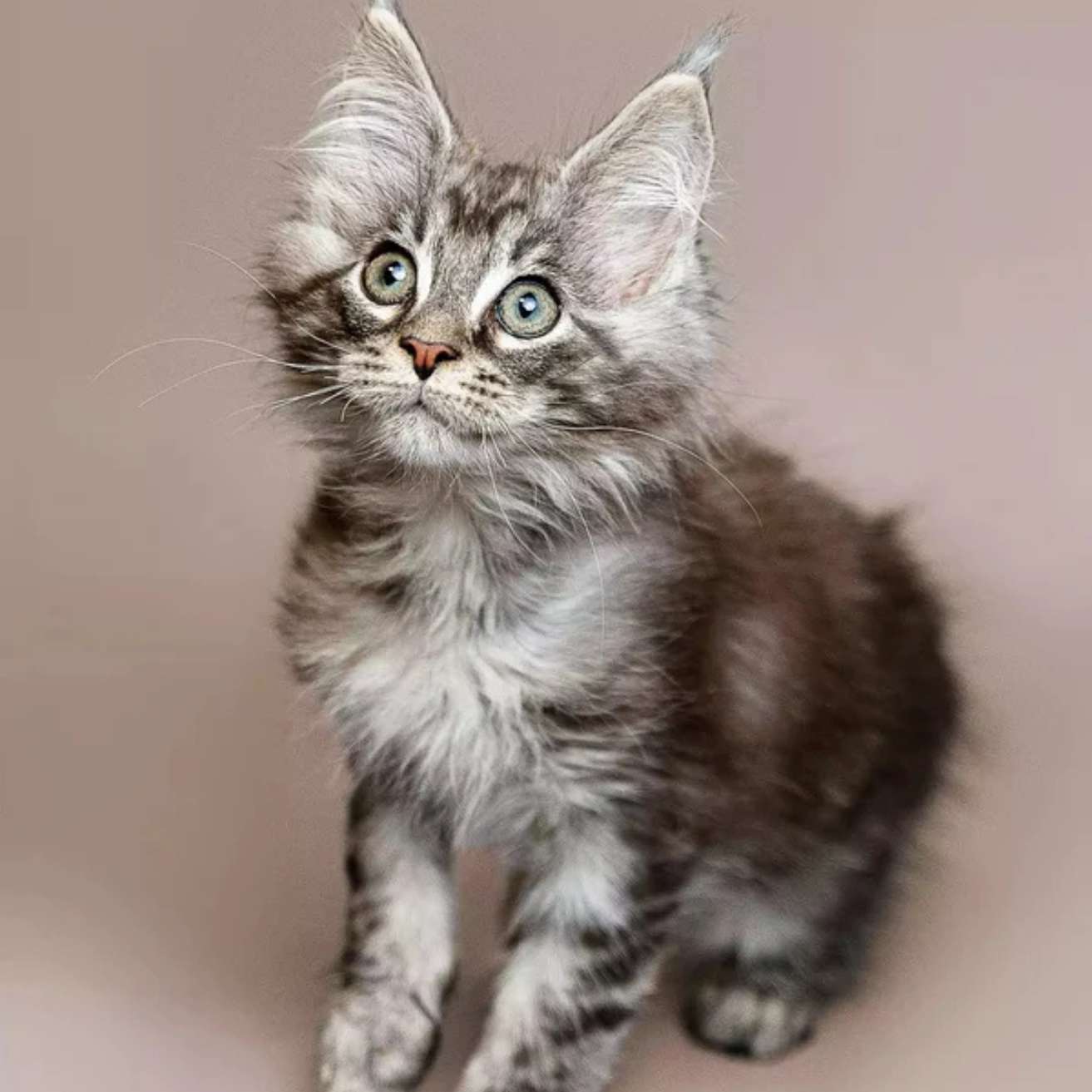 Maine Coon kitten