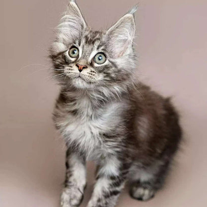 Maine Coon kitten