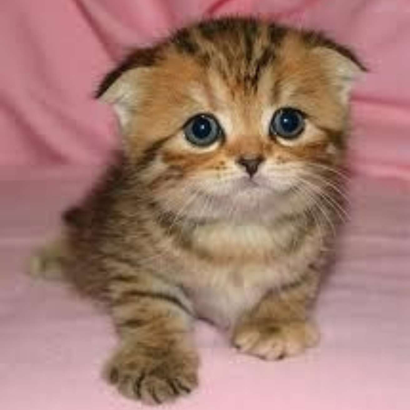 Scottish Fold kitten