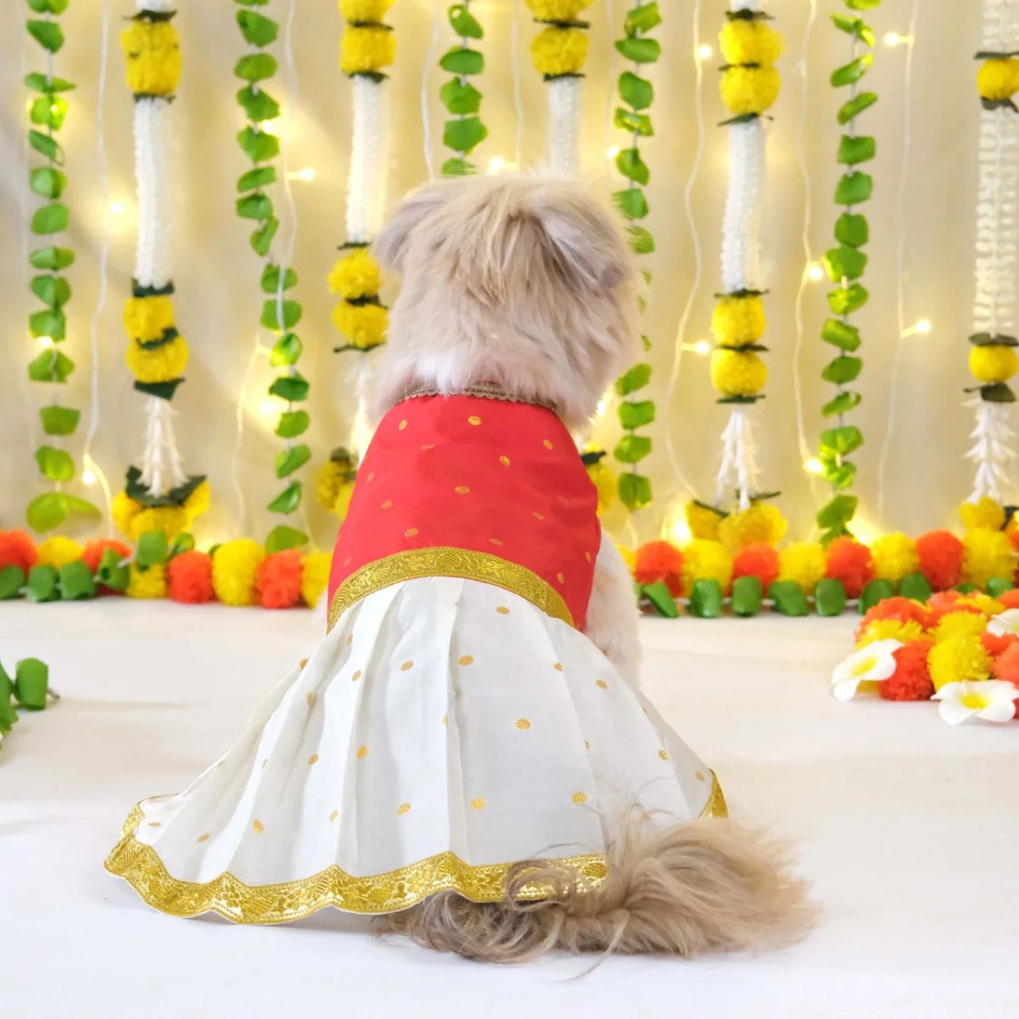 pet costume