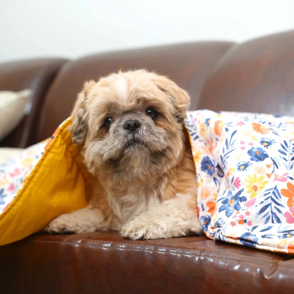 colorful pet comfort blanket