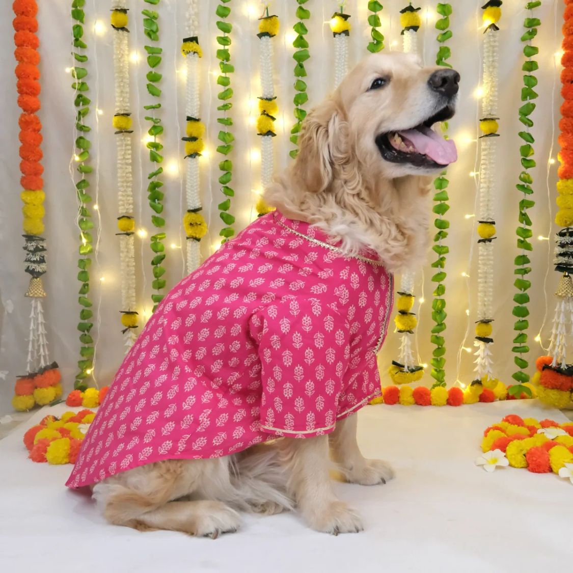 pet ethnic wear