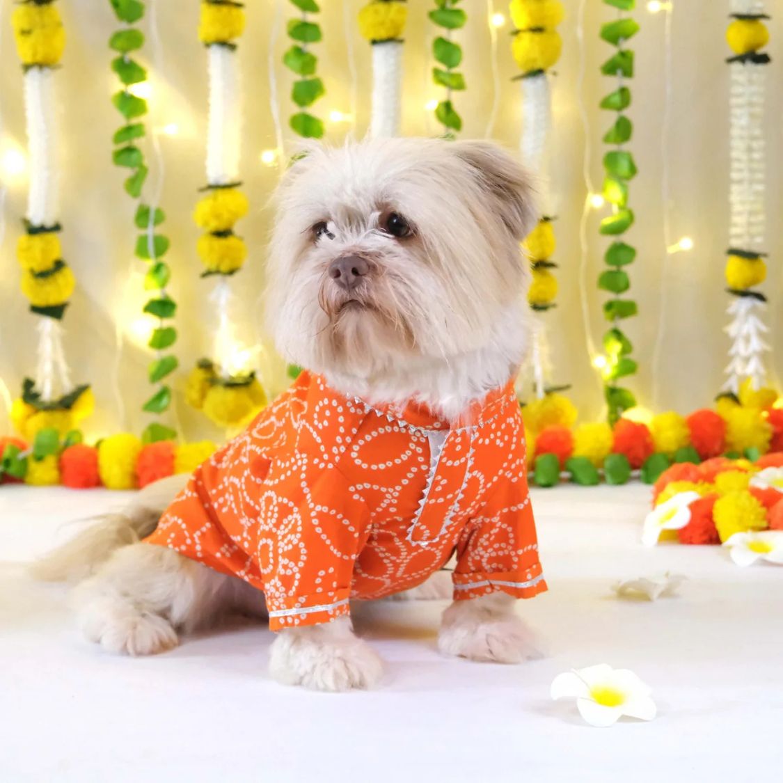 Traditional Dog Kurta | Cotton Outfit | Festive Dog Wear for Celebrations