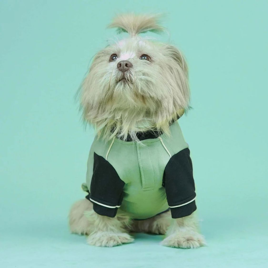Dog Sweatshirt | Dog Winter Were with Hood and Fleece