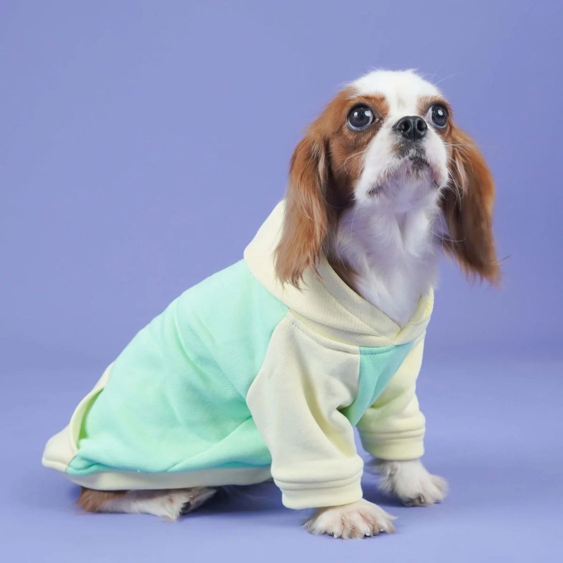 Dog Sweatshirt | Dog Stylish Wear for Winter and Cold Weather