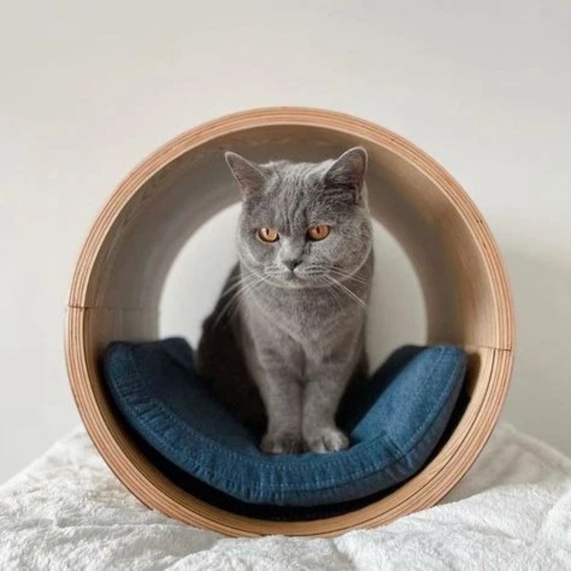 Orbit Cat Pod | Mounted Cat Bed, Floating Cat House & Cozy Cat Perch
