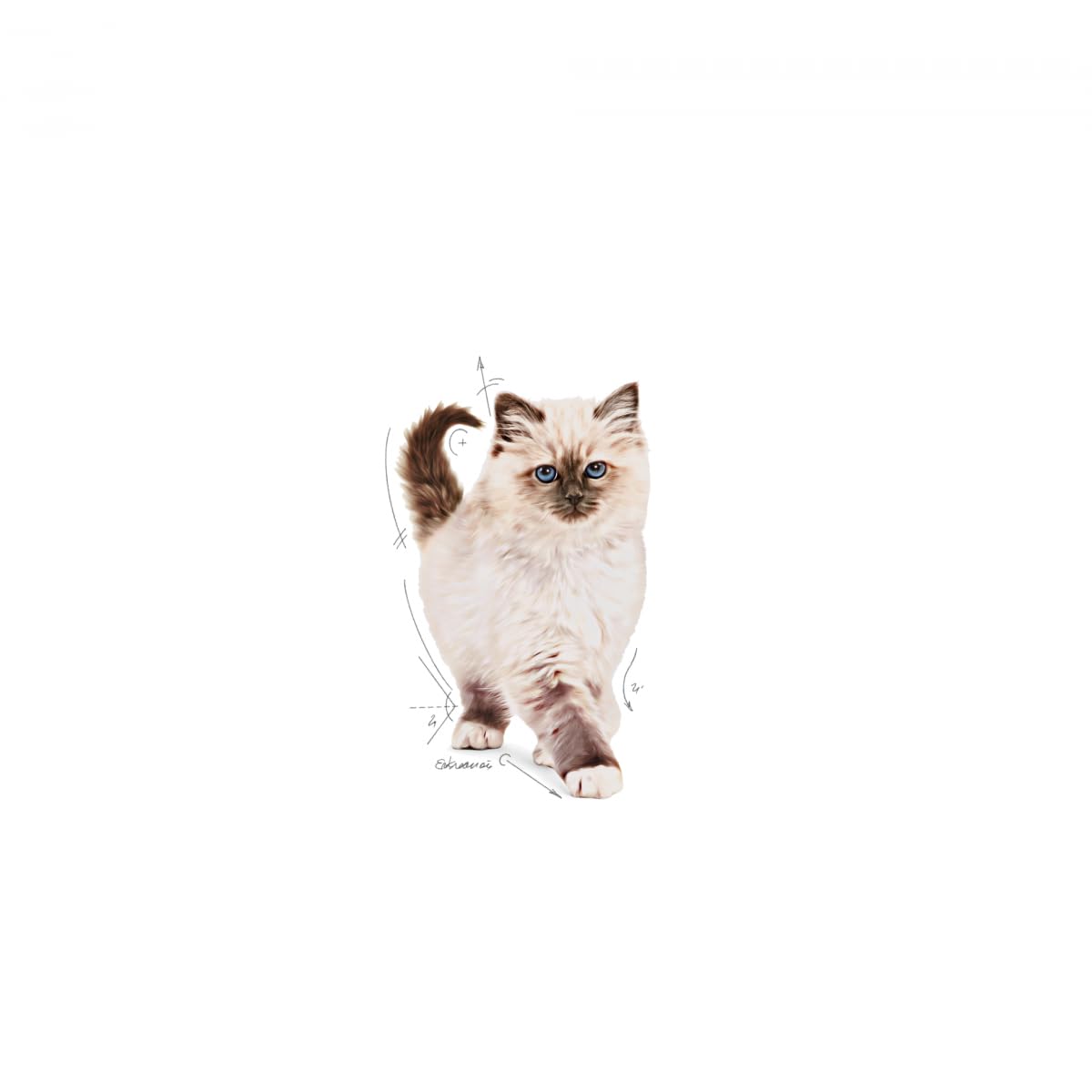 Royal Canin Kitten Dry Cat Food 4Kg | Immune & Digestive Support
