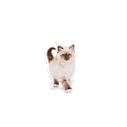Royal Canin Kitten Dry Cat Food 4Kg | Immune & Digestive Support
