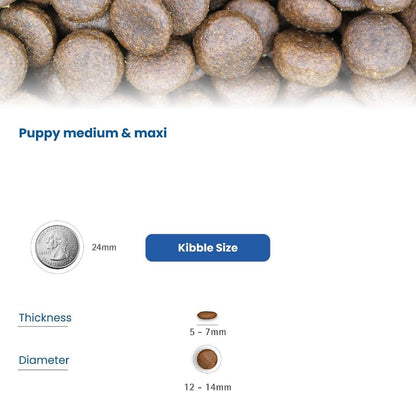 Dog Food | Dog Dry Food with Lamb Pumpkin & Blueberry for Medium & Large Breeds