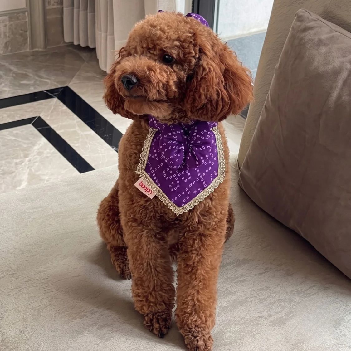 dog accessory 