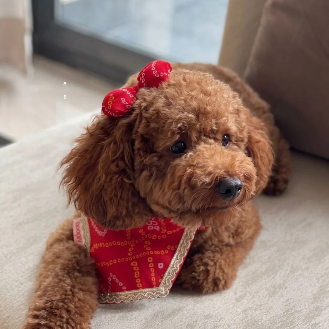 dog clip