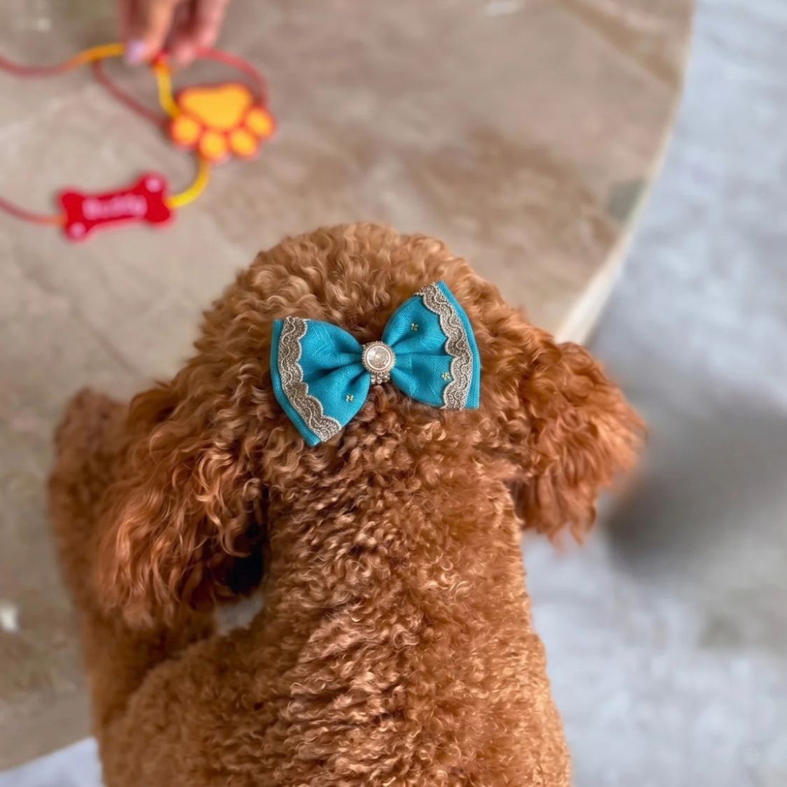 dog clip