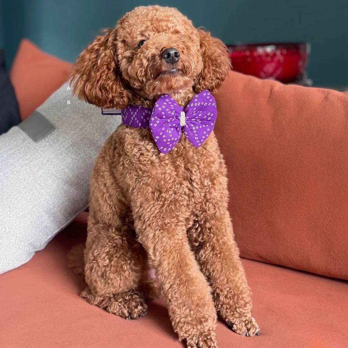 dog tie