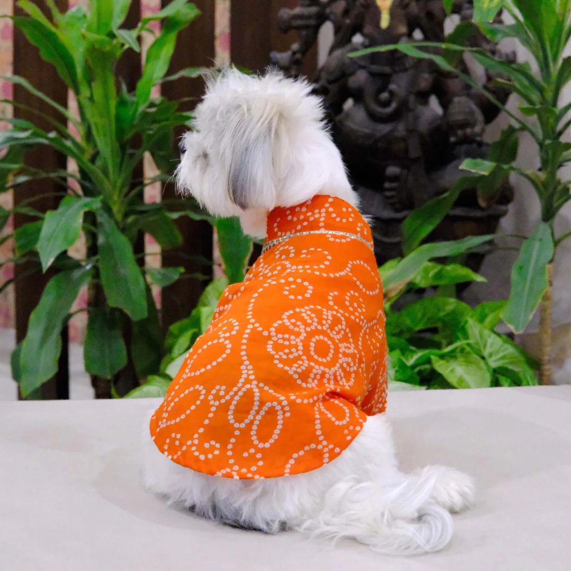 dog celebration clothes