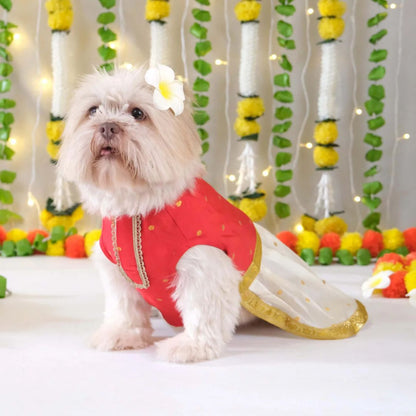 dog celebration dress