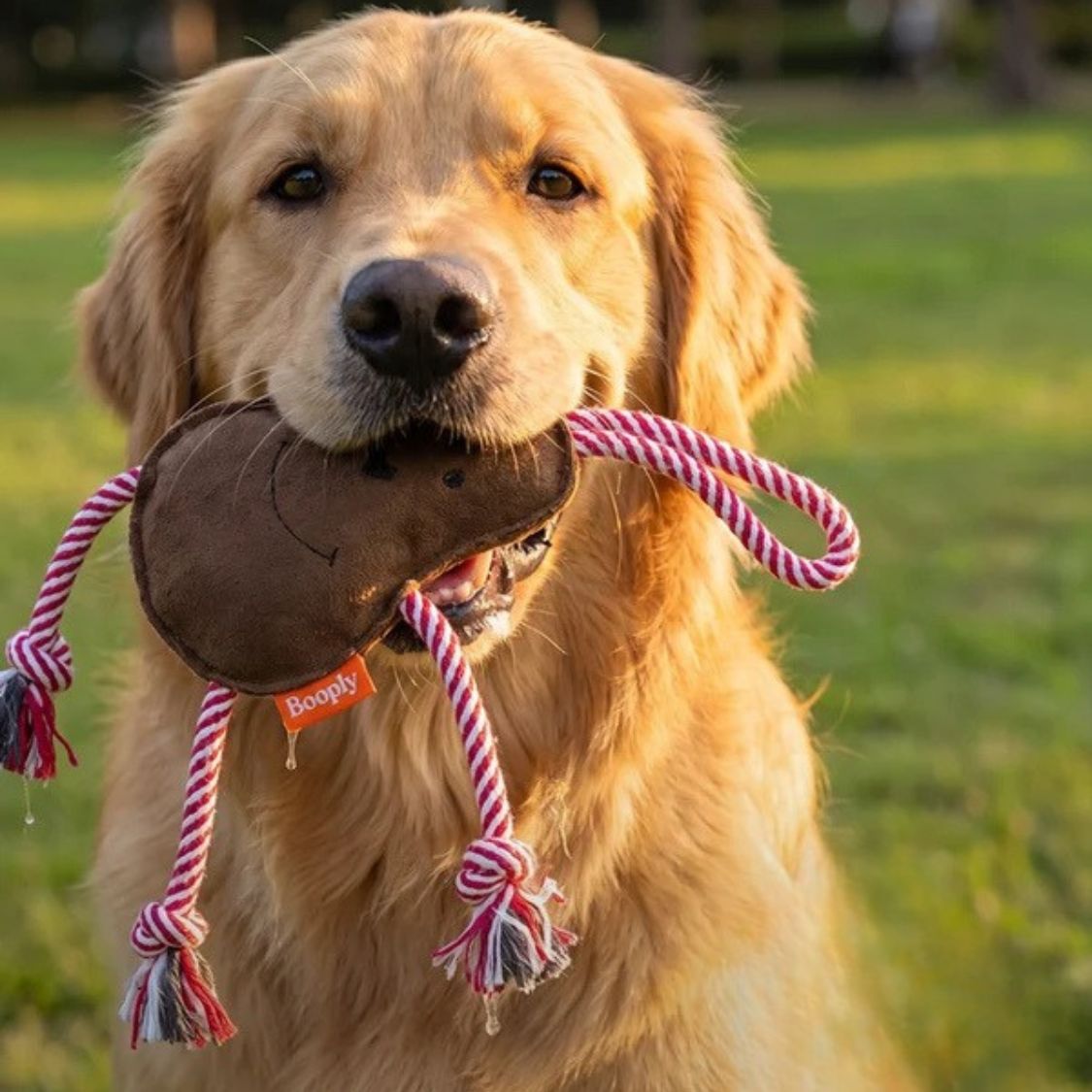 dog chew rope toy