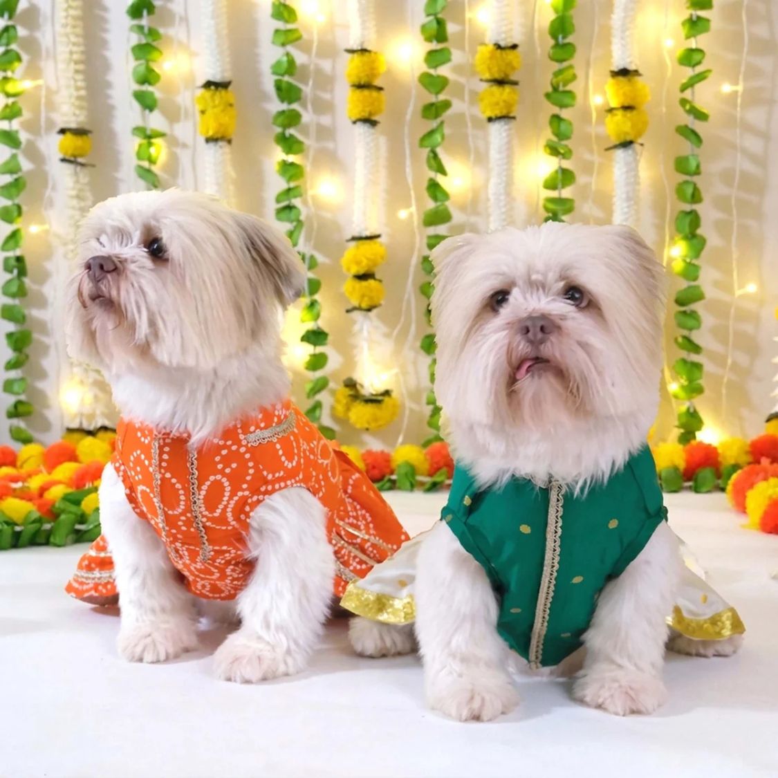 dog clothes for wedding
