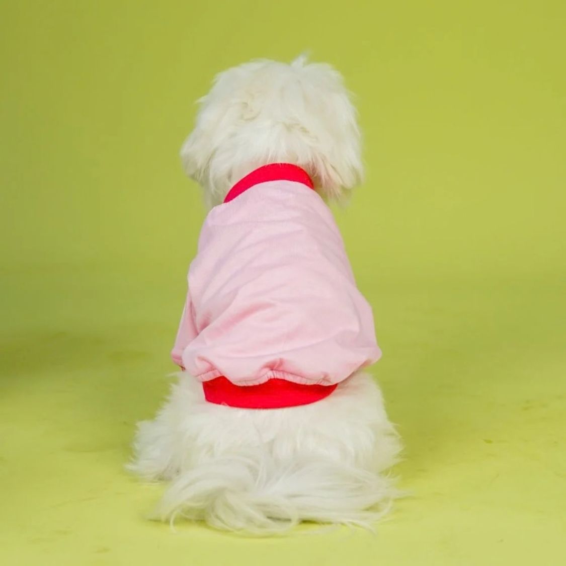 Dog T-Shirt | Dog Cotton T-Shirt for Everyday Comfort - Dive In Stripes