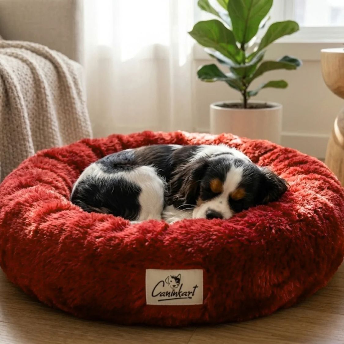 dog bed