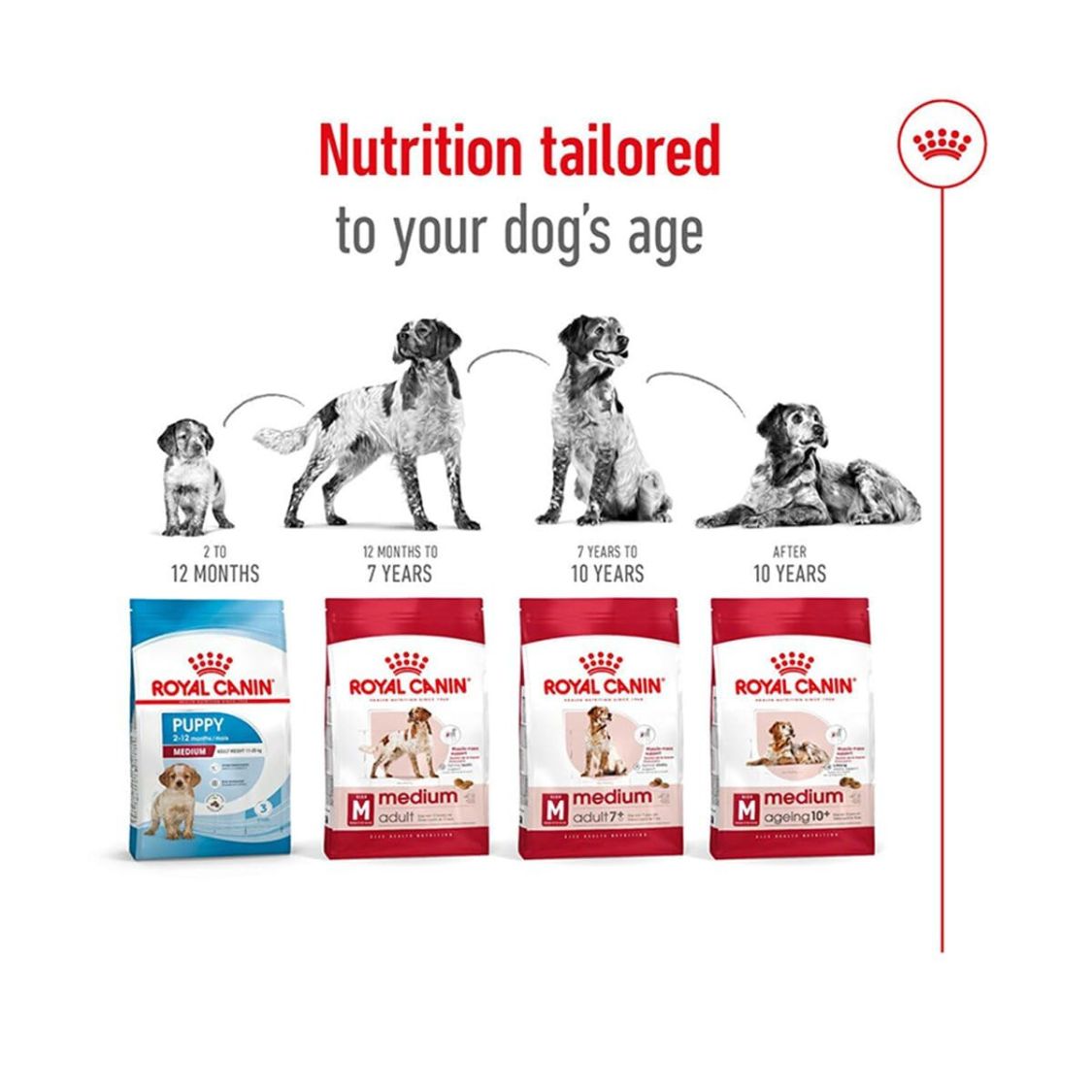 Dog Food | Dog Dry Food for Medium Breed Adult Dogs with Muscle Digestive