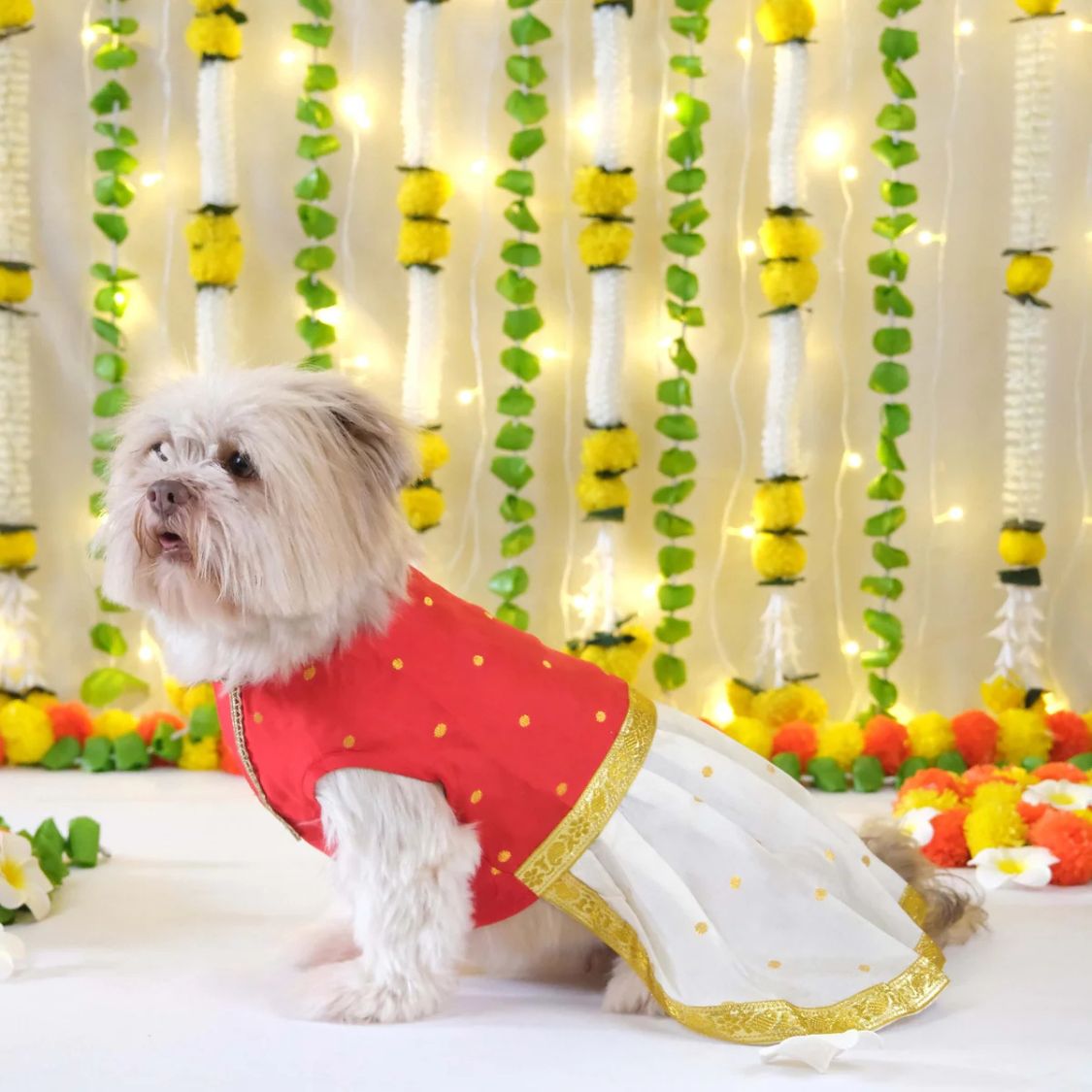 dog dress for functions