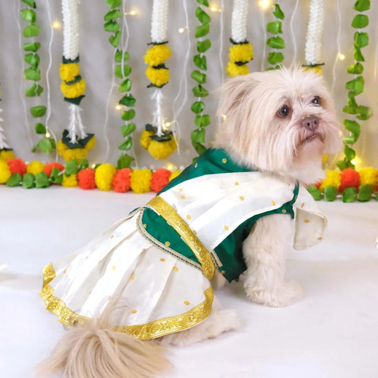 dog dress