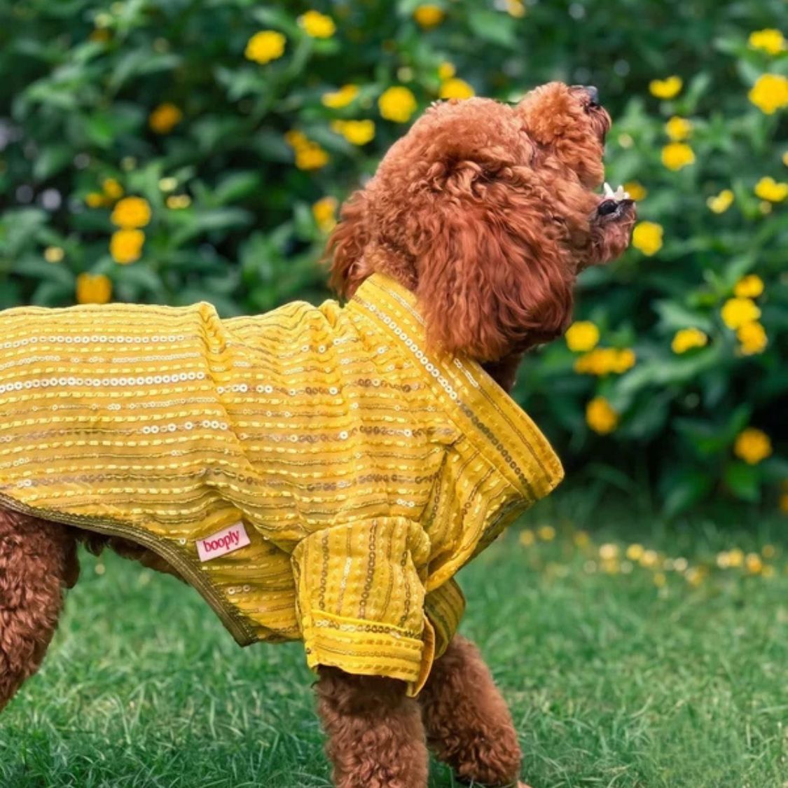 dog ethnic kurta