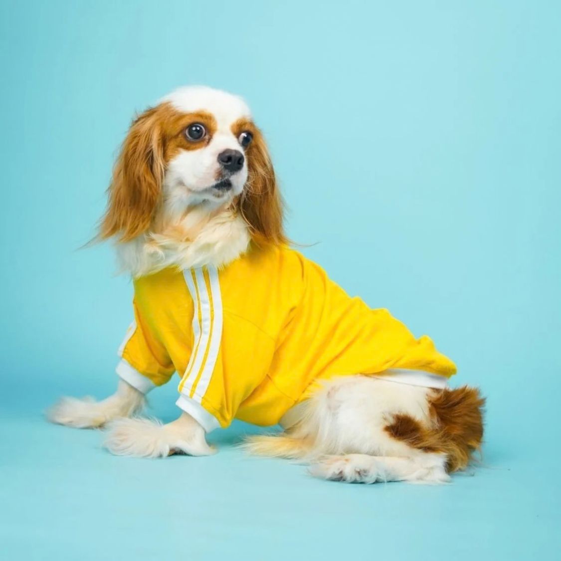 Dog T-Shirt | Dog Cotton T-Shirt for Everyday Comfort - Dive In Stripes