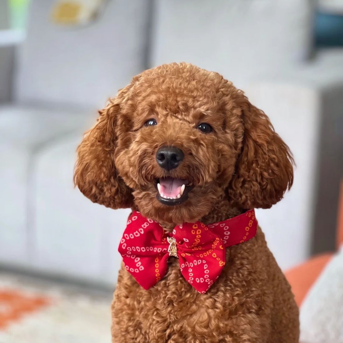 dog tie