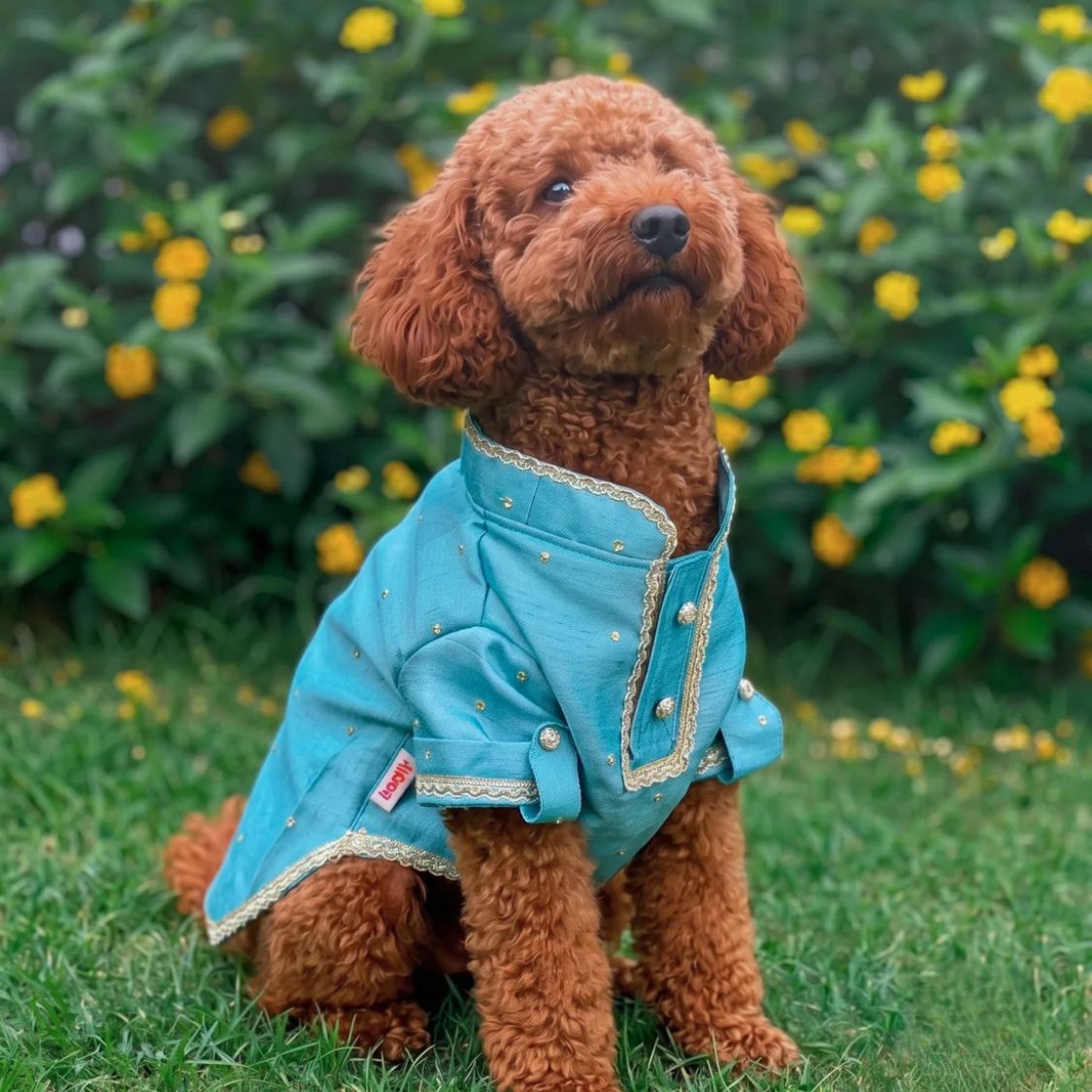 dog ethnic wear