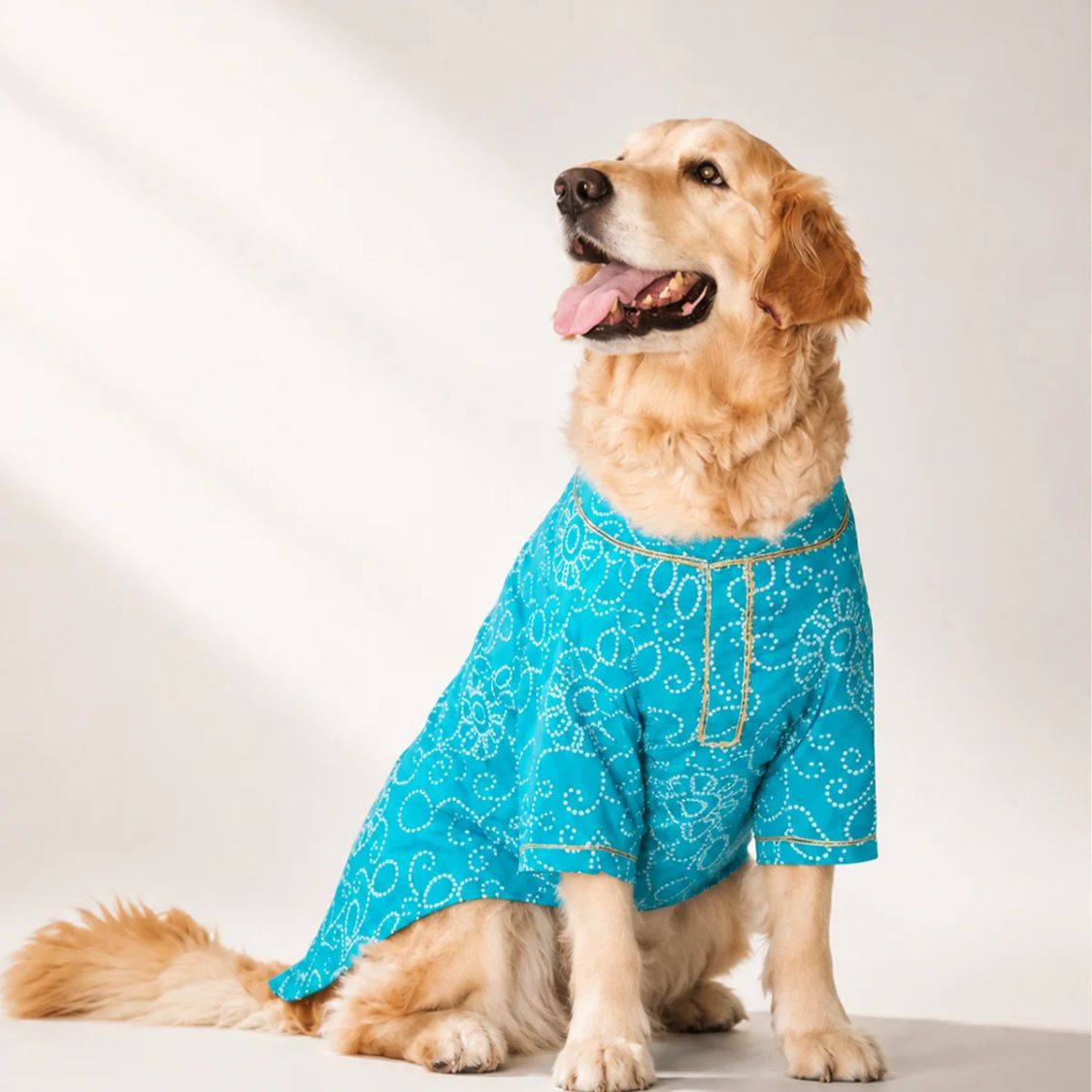 dog festive look