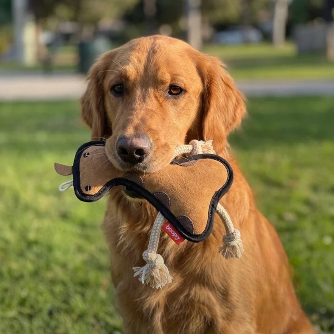 rope toy