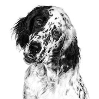 Dog Food | Dog Weight Management Food for Adult Dogs