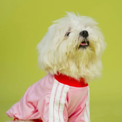 Dog T-Shirt | Dog Cotton T-Shirt for Everyday Comfort - Dive In Stripes