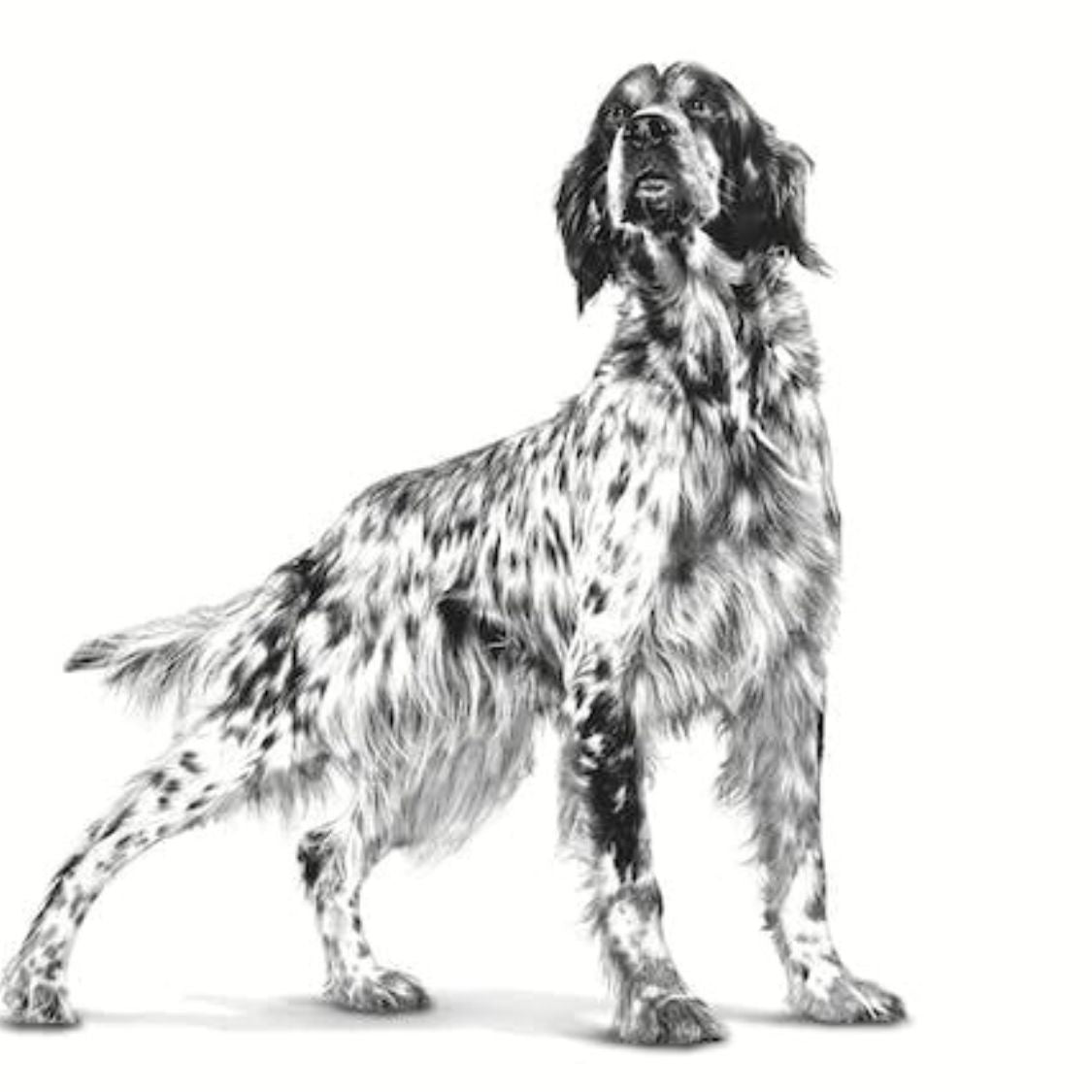 Dog Food | Dog Weight Management Food for Adult Dogs