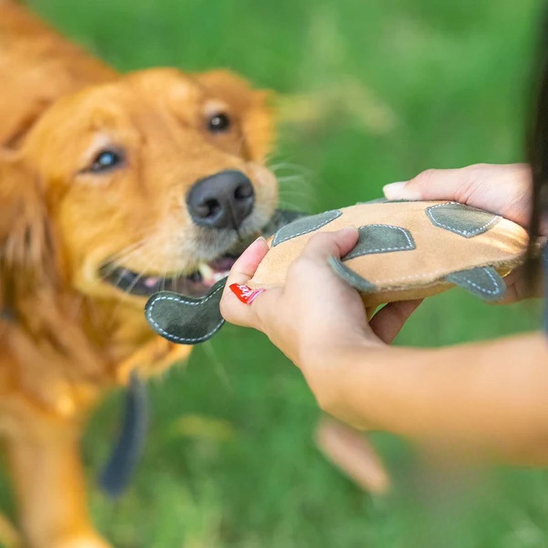 turtle toy