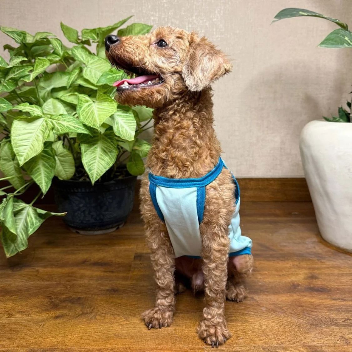 Dog Vest Stay Cool | Breathable Puppy Clothing for Summer Walks