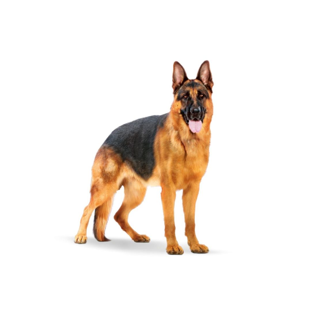 Dog Food | Dog Dry Food for Large Breed Adults with Joint & Digestive Support