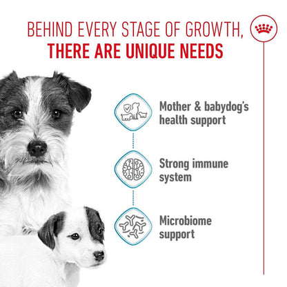 Dog Puppy Food | Dog Starter Food for Small Breed Mothers & Puppies