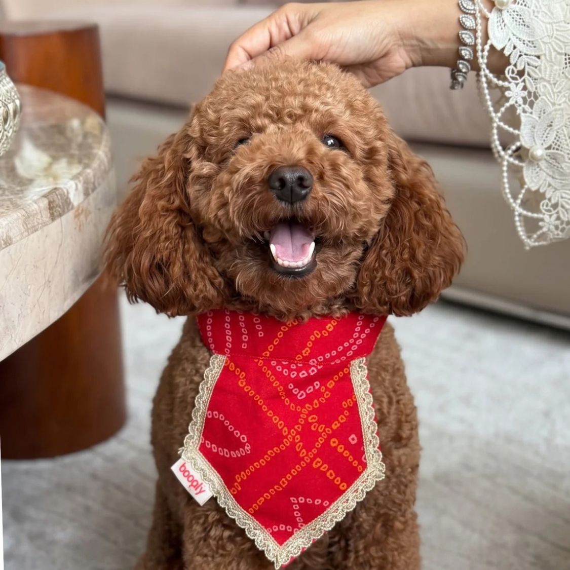 dog neck accessory 