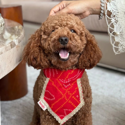 dog neck accessory 