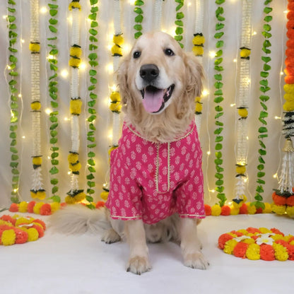 dog outfit
