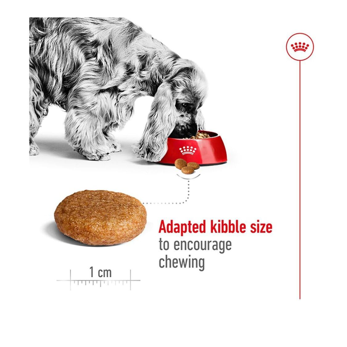 Dog Food | Dog Dry Food for Medium Breed Adult Dogs with Muscle Digestive
