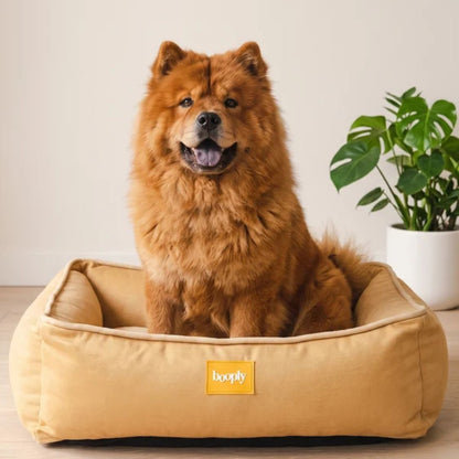 Dog Bed | Pet Bed Soft Cushioned  for Puppies & Adult Dogs