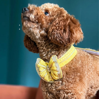 dog tie