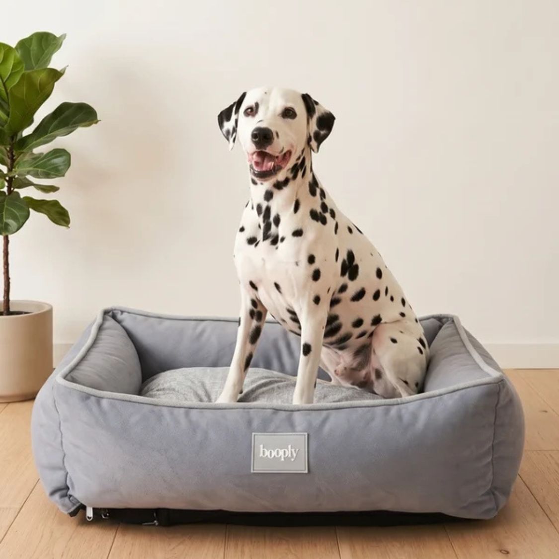 Dog Bed | Pet Bed for Puppies & Adult Dogs for Indoor Rest