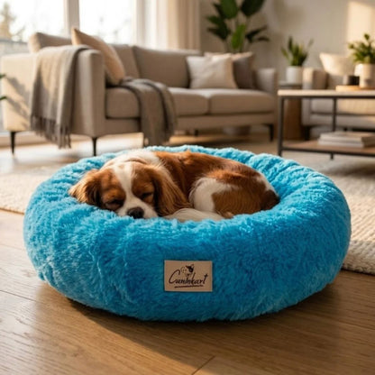 dog bed