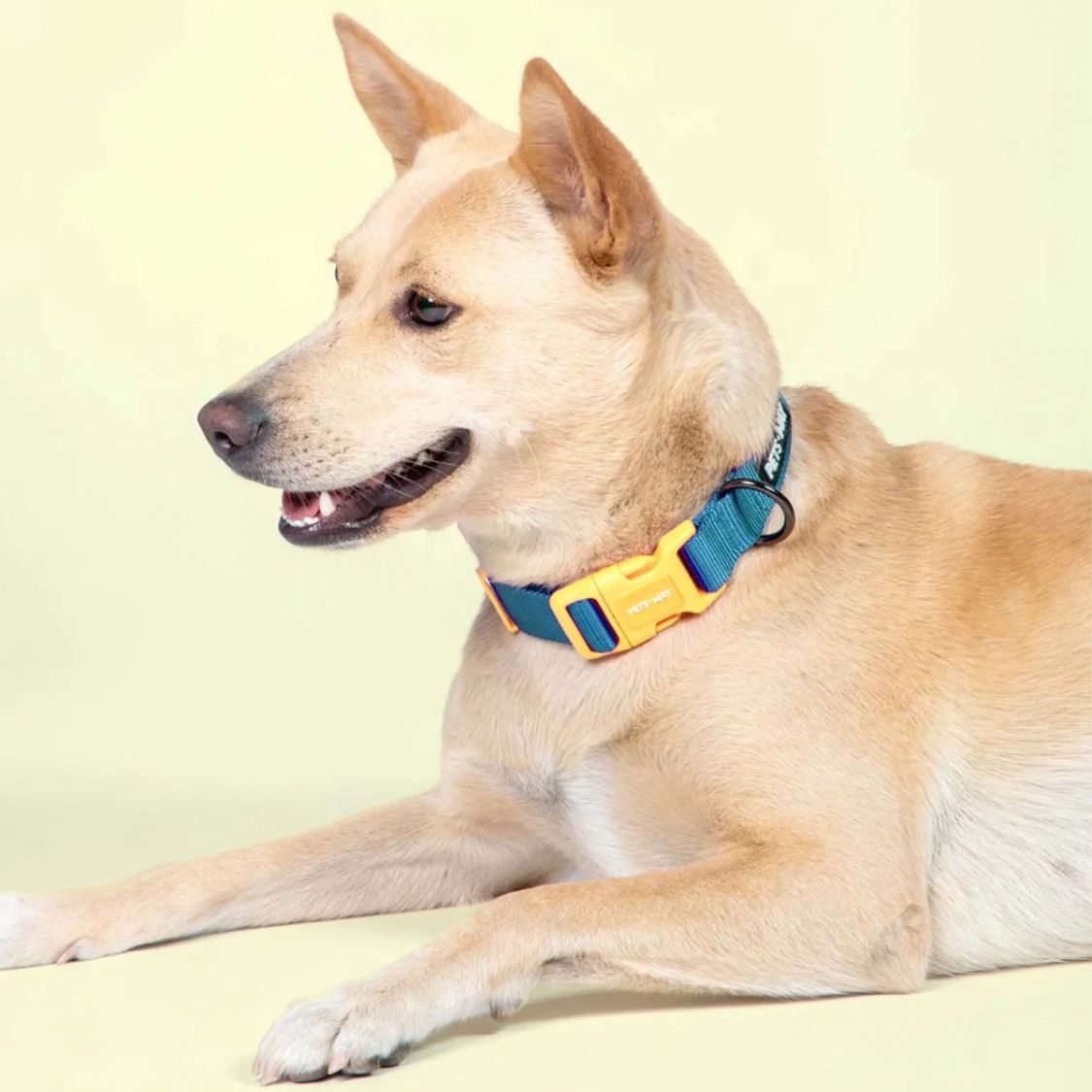 Dog Padded Collar | Dog Adjustable Collar for Daily Walks & Training